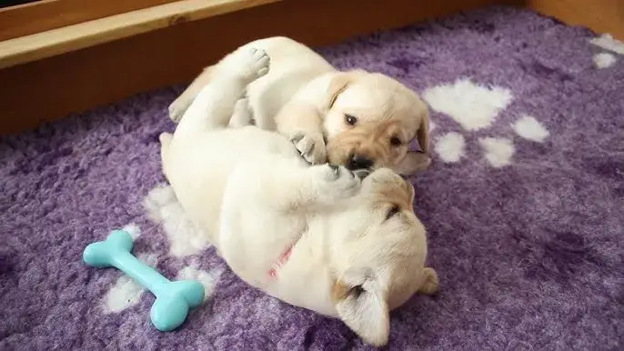 szczeniak labrador zabawa