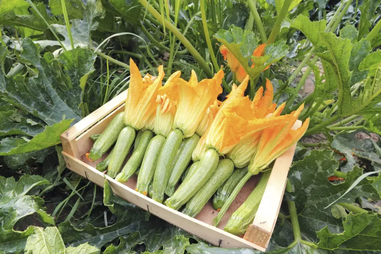 Crate of freshly picked zucchini with bright orange flowers, ready for the kitchen. Indica quando raccogliere le zucchine per un raccolto perfetto.