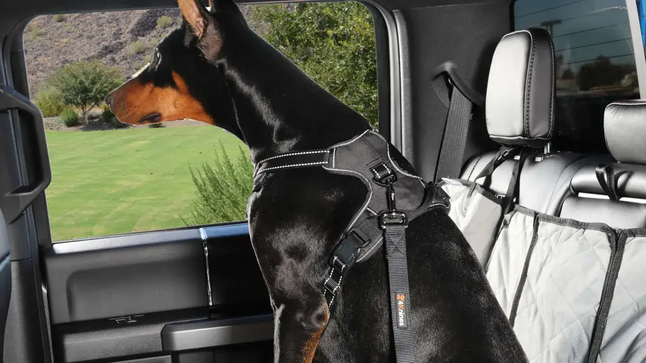 Doberman w szelkach bezpiecznie podr&oacute;żuje samochodem, z zaciekawieniem obserwując krajobraz za oknem. To idealny przykład podr&oacute;żowania z psem.