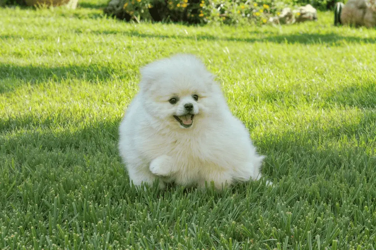 Un adorable perro blanco peque&ntilde;o, un Pomerania, corre feliz por el c&eacute;sped verde, con la boca abierta y la lengua fuera.