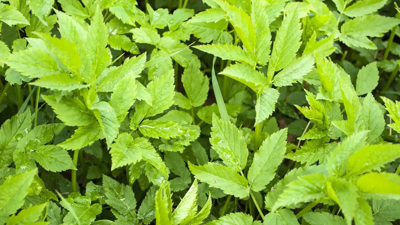 Grüner Giersch, ein leckeres Futter für Meerschweinchen, bedeckt den Boden.