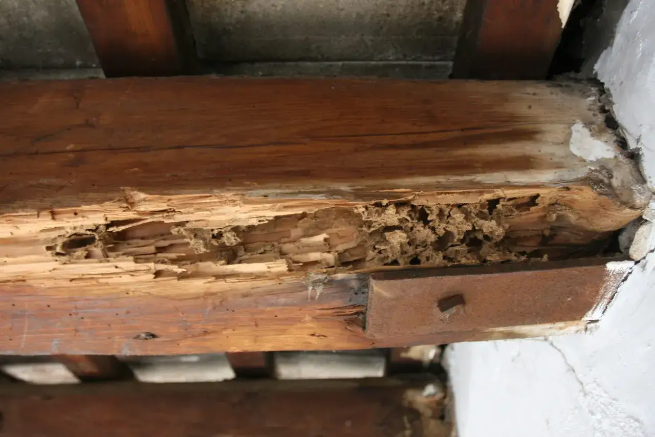 Vigas de madera carcomidas por termitas en la pared, mostrando t&uacute;neles y da&ntilde;os estructurales.