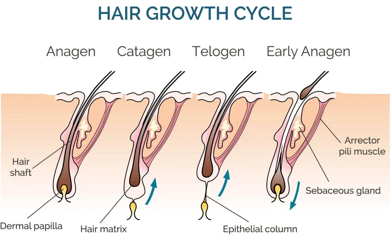 Der Haarwachstumszyklus zeigt, wie viel wachsen Haare im Monat. Phasen: Anagen, Katagen, Telogen, frühes Anagen.
