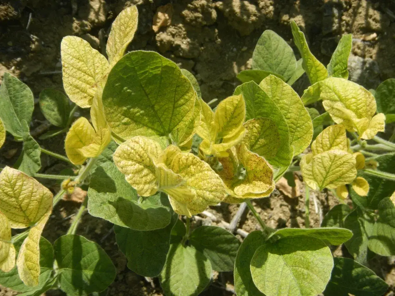 Plantas de soja con hojas amarillas, indicando posible deficiencia de quelato de hierro.
