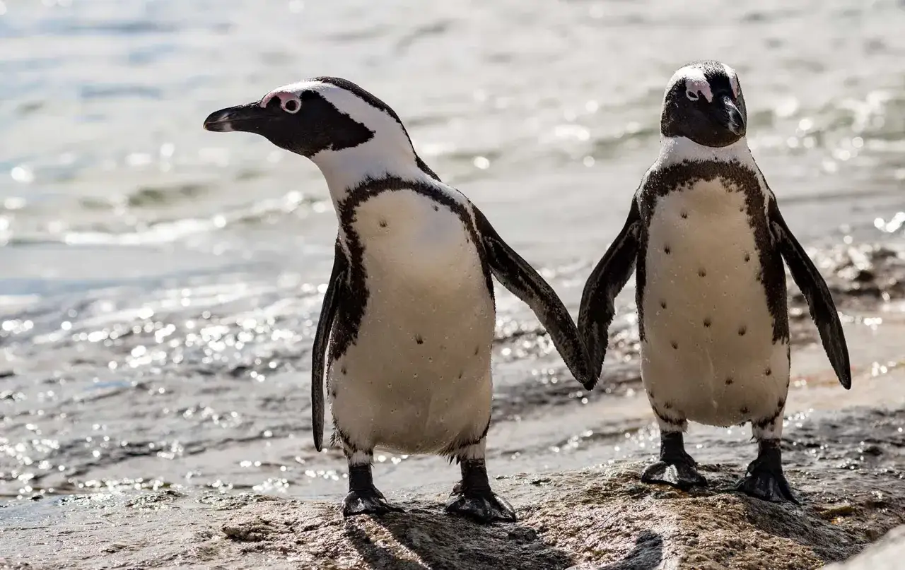 Responsible penguin tourism South Africa