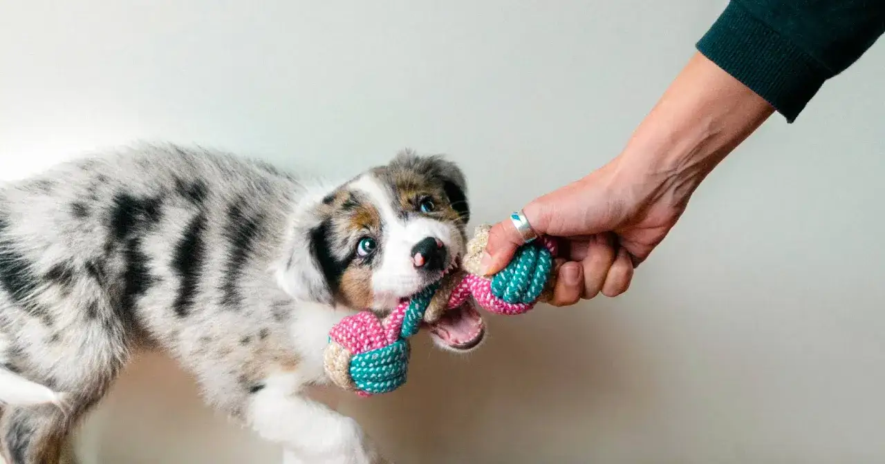 A playful puppy tugs on a rope toy, its sharp teeth visible. This image illustrates how to stop puppy biting by redirecting their chewing to appropriate toys.