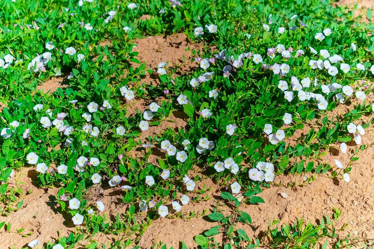 &Aring;kervinda, en invasiv v&auml;xt, sprider sig snabbt med sina vita blommor &ouml;ver den torra jorden.