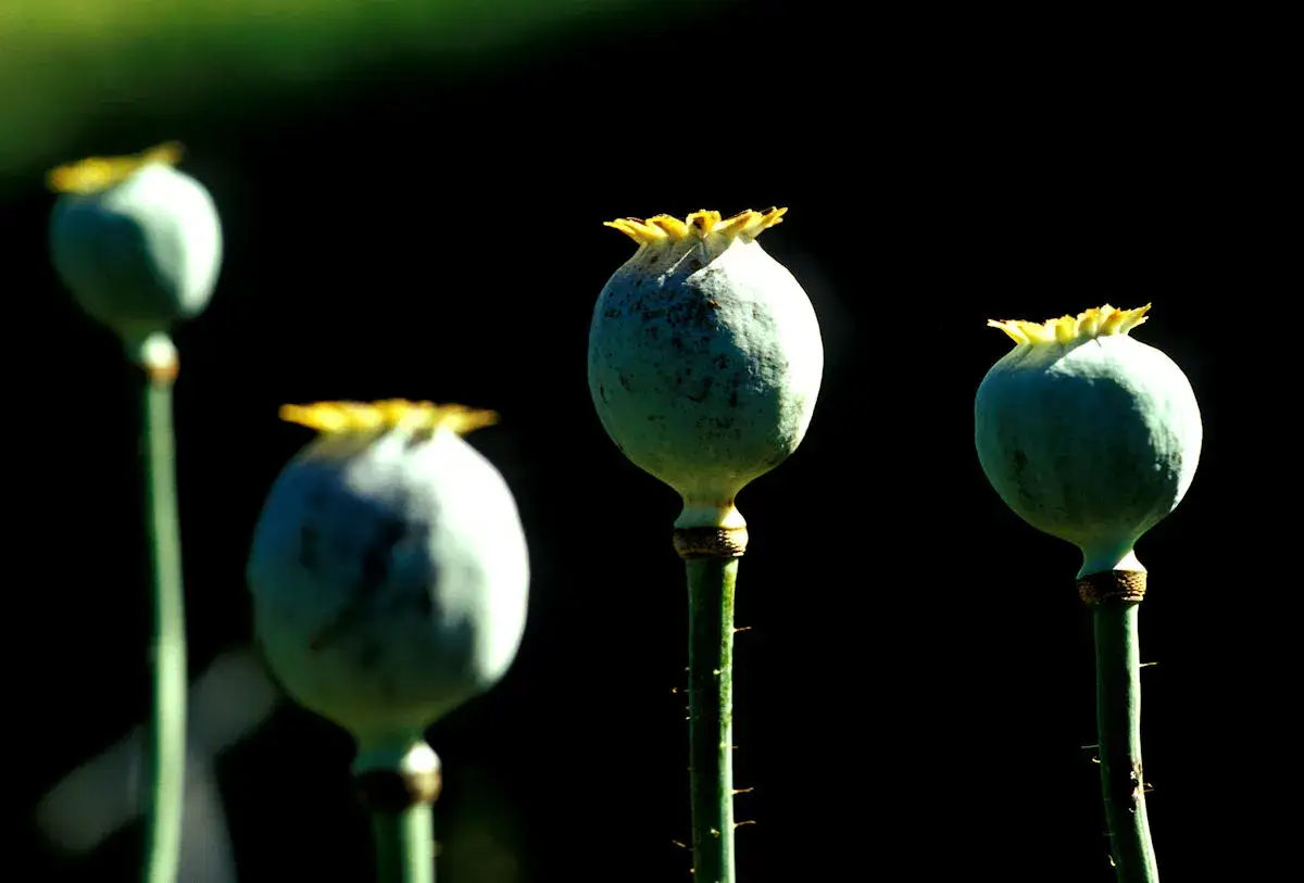 Vier gr&uuml;ne Samenkapseln von schlafmohn im garten gefunden, leuchten im Gegenlicht vor dunklem Hintergrund.