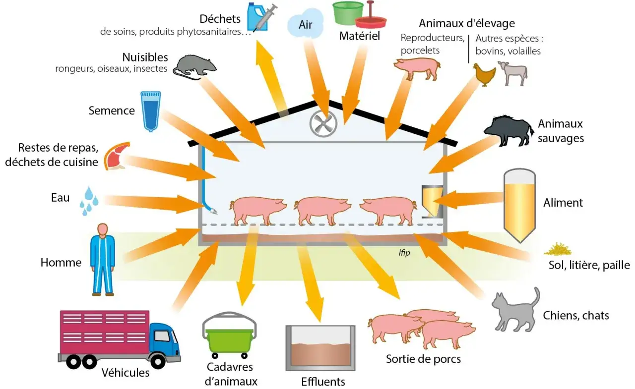 Schéma des flux entrant et sortant d'un élevage porcin, illustrant les facteurs influençant la durée de vie d'un cochon.