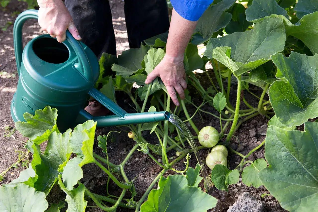 Arrosage d'un plant de butternut avec de jeunes courges vertes.