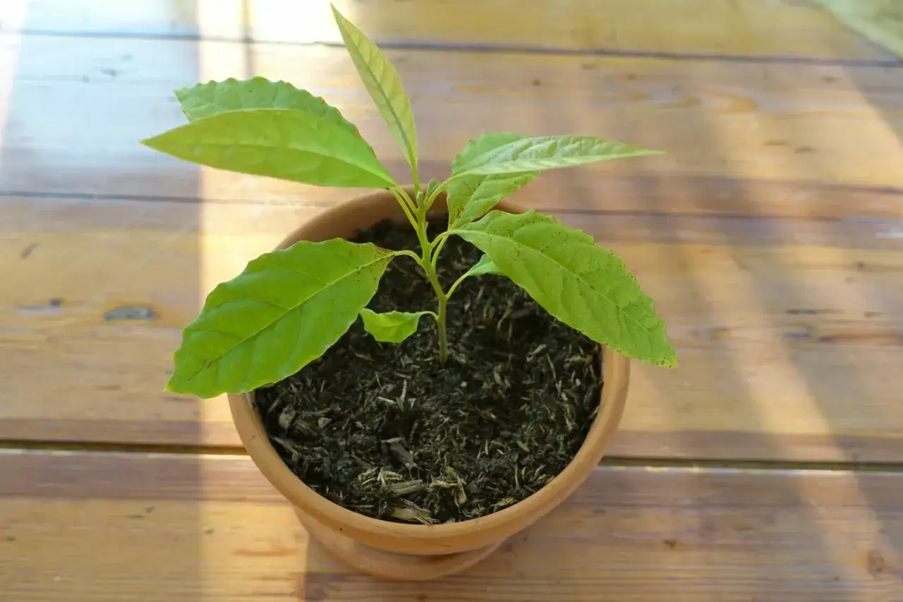 Jeune plant d'avocat en pot, pr&ecirc;t &agrave; grandir. Les feuilles vertes promettent une belle croissance.