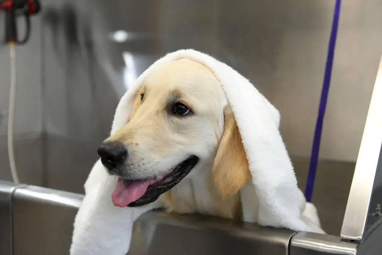 Perro mojado con toalla, listo para el baño. Aprende como eliminar las pulgas de mi perro y mantenerlo limpio y feliz.