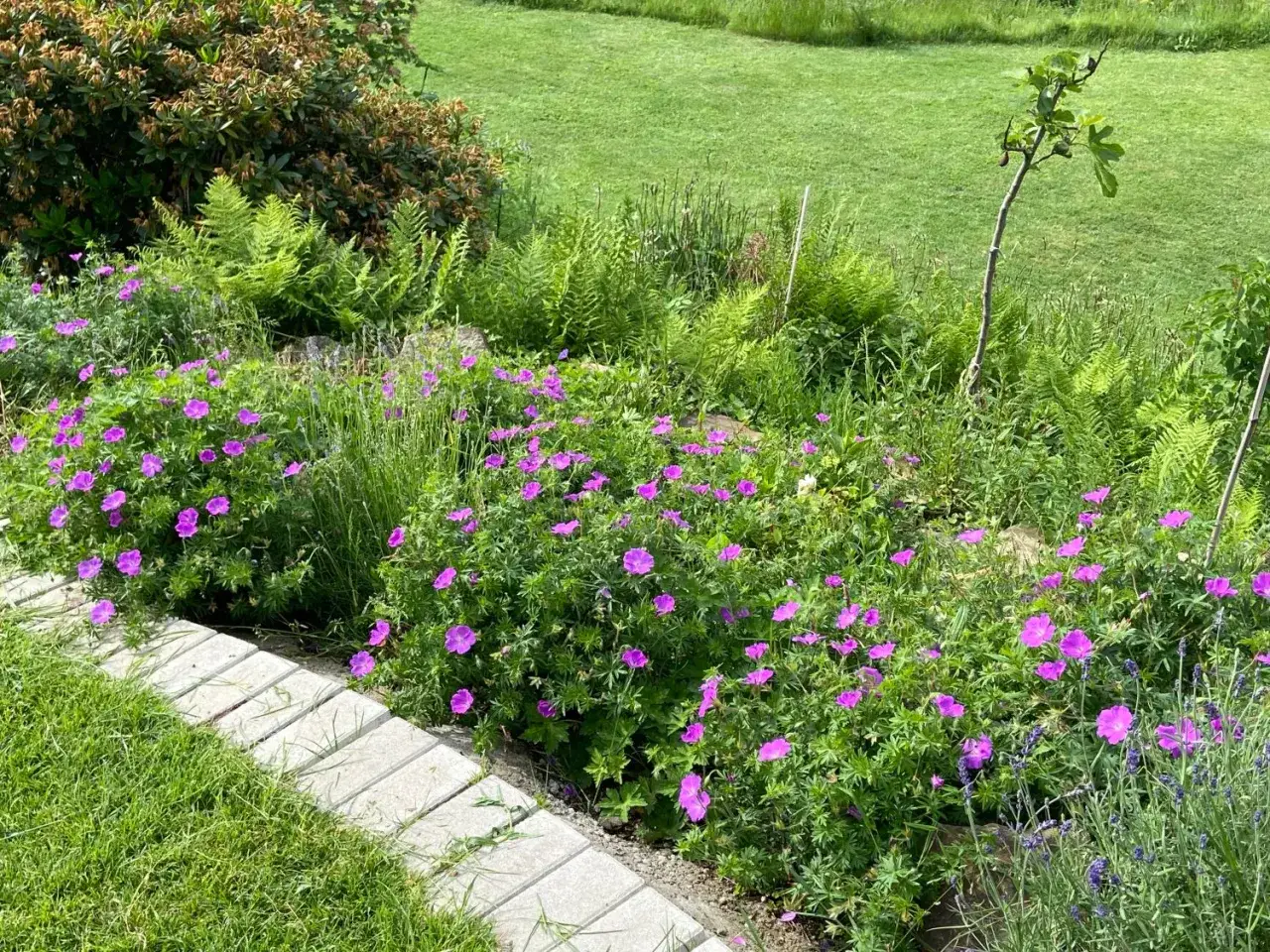 Ein Gartenweg aus Steinplatten führt an einem üppigen Beet mit pinken Storchschnabel-Bodendeckern vorbei. Farn und Lavendel ergänzen die Blütenpracht.