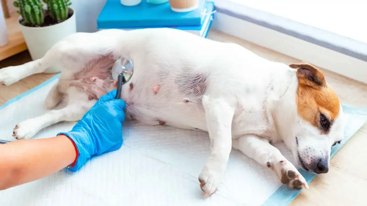 Veterinario examina a un perro con estetoscopio. Si tu perro orina sangre, busca tratamiento casero o profesional.