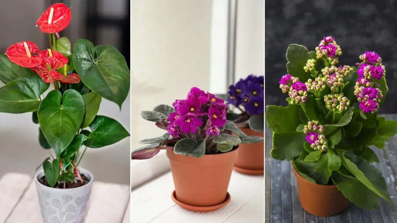Tres plantas de interior con flor: un anturio rojo vibrante, violetas africanas moradas y una planta de kalanchoe con flores rosadas.