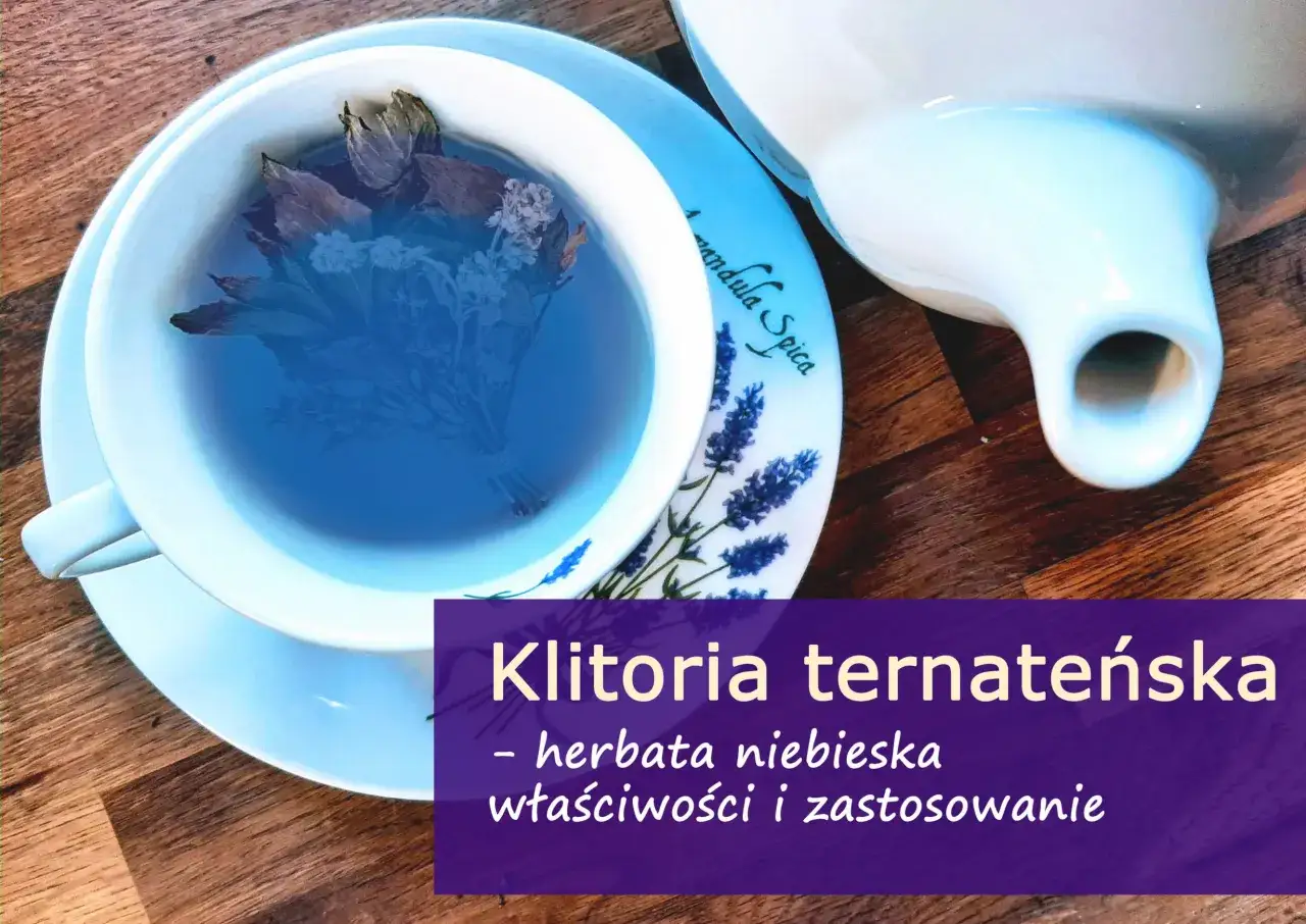 Niebieska herbata z klitorii ternateńskiej, znana ze swoich właściwości, w filiżance z lawendą.