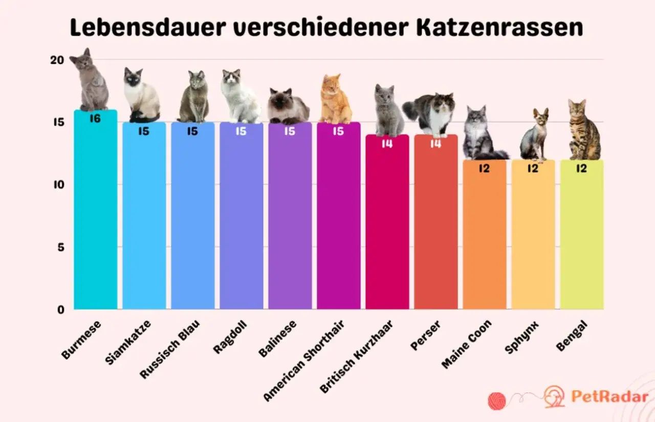 Balkendiagramm zeigt, wie alt werden Katzen: Rassen wie Burmese (16 Jahre) leben länger als Bengal (12 Jahre).