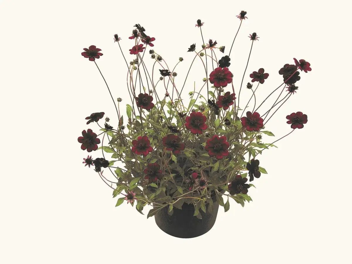 En kruka med m&ouml;rkr&ouml;da chokladblommor, en perenn som ger en mystisk touch till tr&auml;dg&aring;rden.