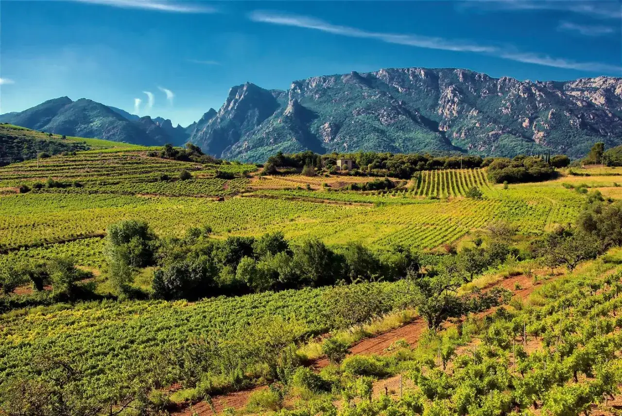 Vignoble en terrasses sous un ciel bleu, typique du **saint chinian c&eacute;page**. Les rangs de vignes s'&eacute;tendent &agrave; perte de vue, embrassant les contreforts rocheux.
