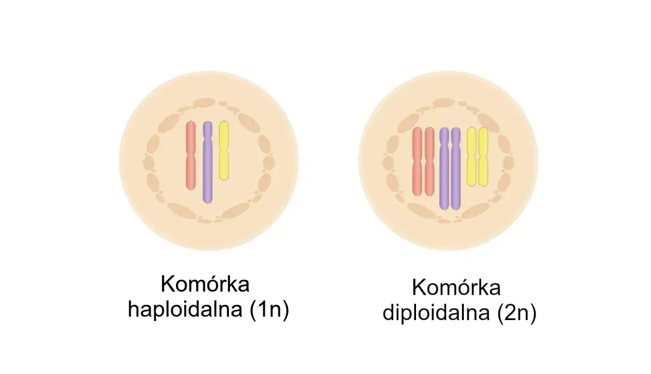 Komórka haploidalna ma jeden zestaw chromosomów (1n), a komórka diploidalna dwa zestawy (2n).