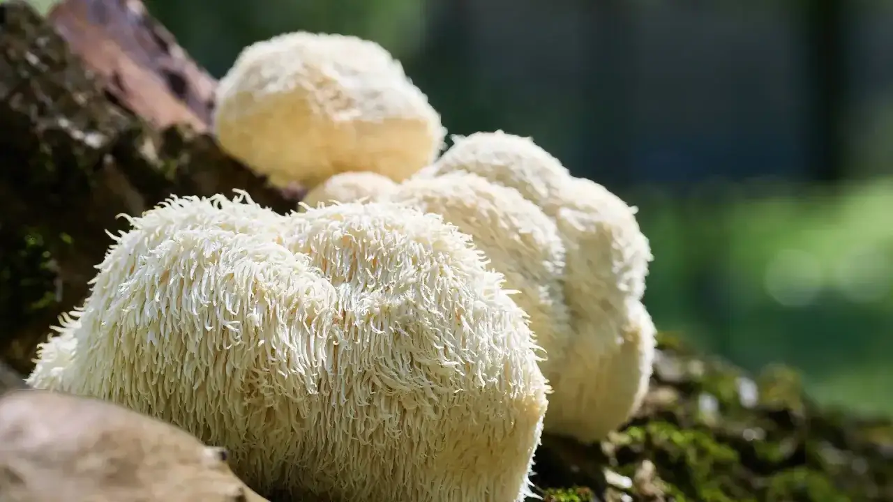 Sopl&oacute;wka jeżowata, znana też jako 