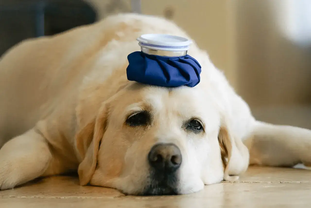 Un chien qui tremble, un labrador pâle, repose avec une poche de glace bleue sur la tête.
