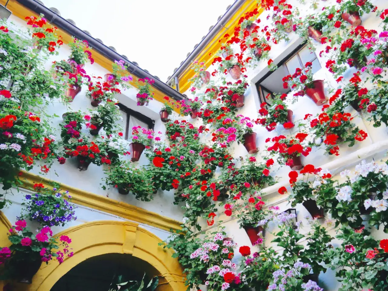 Blumen&uuml;berhang an den patios in C&oacute;rdoba. Rote, pinke und wei&szlig;e Bl&uuml;ten schm&uuml;cken die wei&szlig;en W&auml;nde.