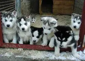 Zdjęcie Ile kosztuje szczeniak husky? Sprawdź, co wpływa na cenę pupila