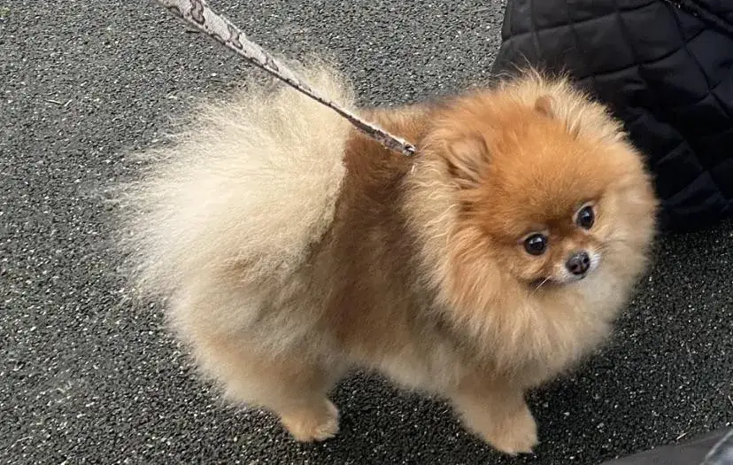 Zdjęcie Kiedy pomeranian zmienia sierść i jak zadbać o jego futro