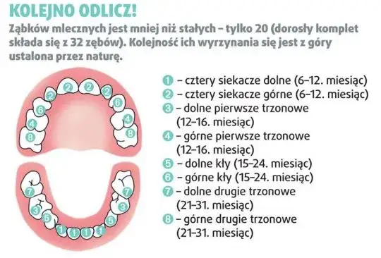 Zdjęcie Jak rosną zęby u niemowlaka? Objawy, które musisz znać, zanim się przestraszysz