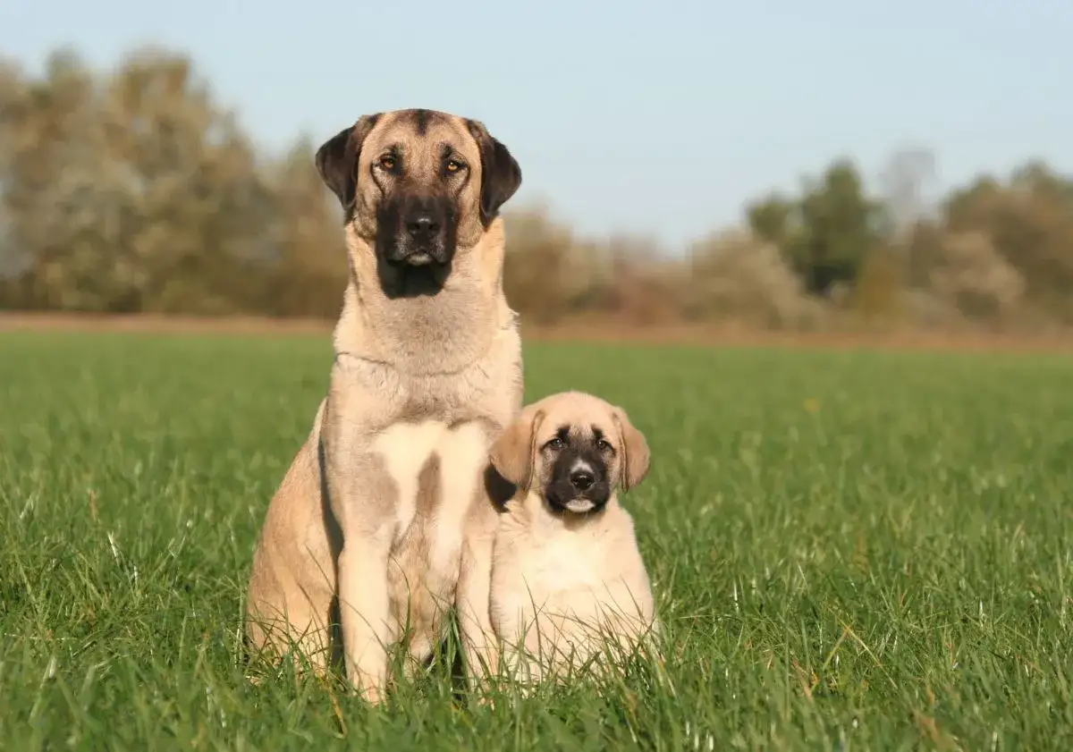 Un grand berger d'Anatolie et son chiot, assis dans l'herbe. Malgr&eacute; leur apparence imposante, ces chiens ne sont pas dangereux s'ils sont bien &eacute;duqu&eacute;s.