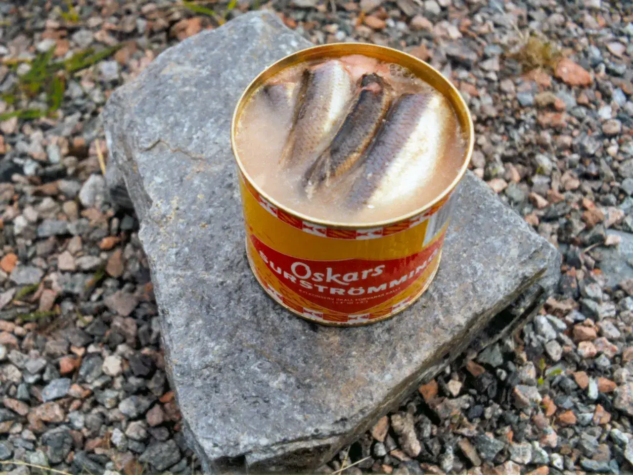 Dose mit eingelegtem Fisch, bereit zum **fisch fermentieren**. Der gelbe Deckel mit rotem Schriftzug 