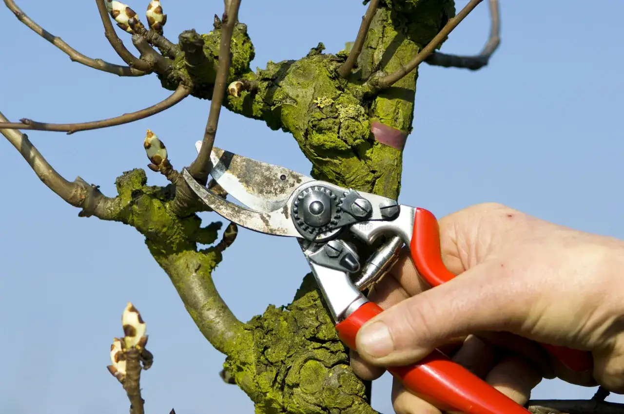 Main d'une personne utilisant un sécateur rouge pour élaguer un arbre couvert de mousse verte. Le ciel bleu est visible en arrière-plan.