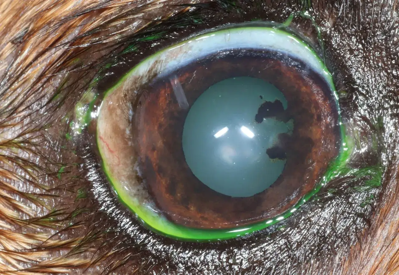 Ojo de perro con tinte verde fluorescente alrededor del iris, indicativo de glaucoma en perros.