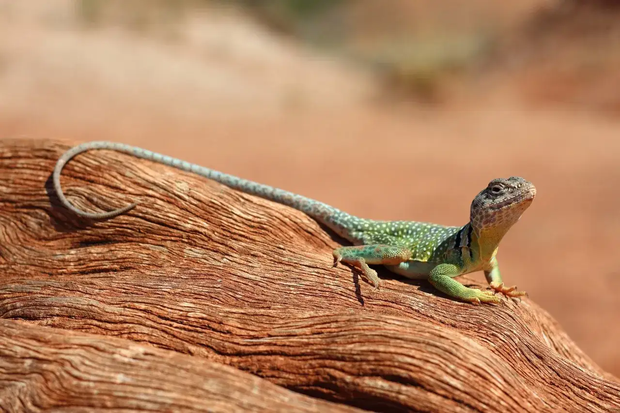 Lagarto verde con puntos blancos sobre madera. &iquest;Qu&eacute; reptiles se pueden tener de mascota en Espa&ntilde;a?