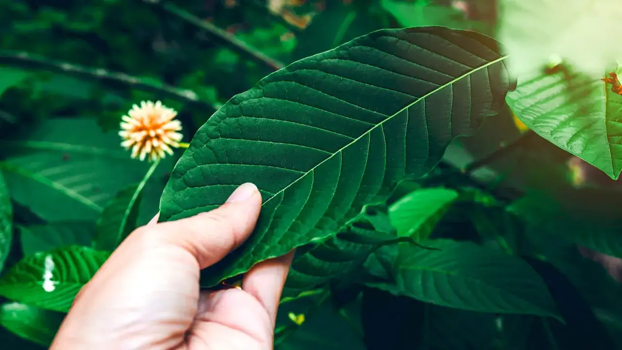 Dłoń dotyka dużego, zielonego liścia. W tle widać kwiat i inne liście. To może być liść kratom, kt&oacute;ry jest rośliną o wielu zastosowaniach.