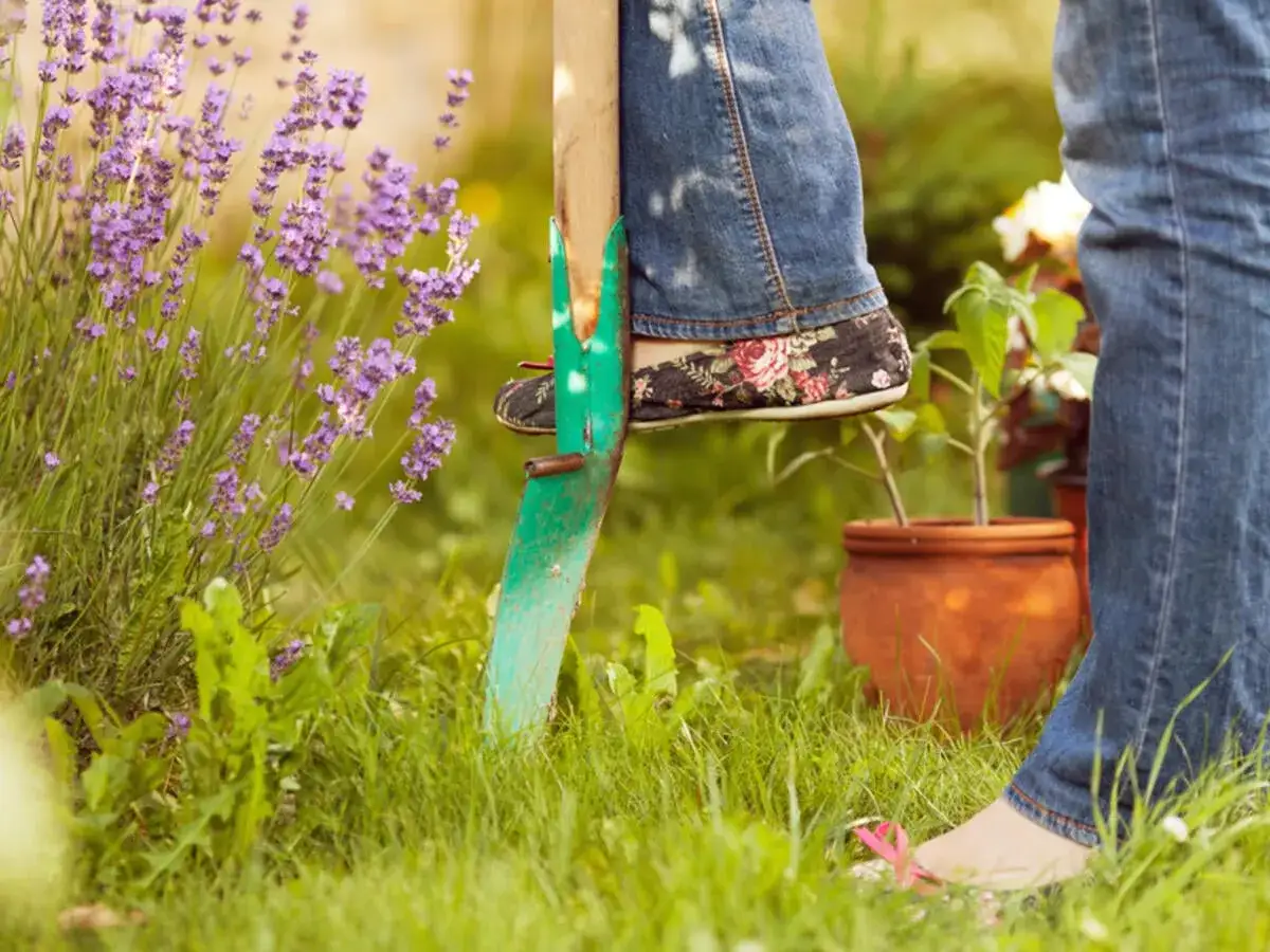 Gartenarbeit: Lavendel umpflanzen. Eine Person mit Jeans und gebl&uuml;mten Schuhen benutzt eine gr&uuml;ne Schaufel, um den Lavendel zu bearbeiten.