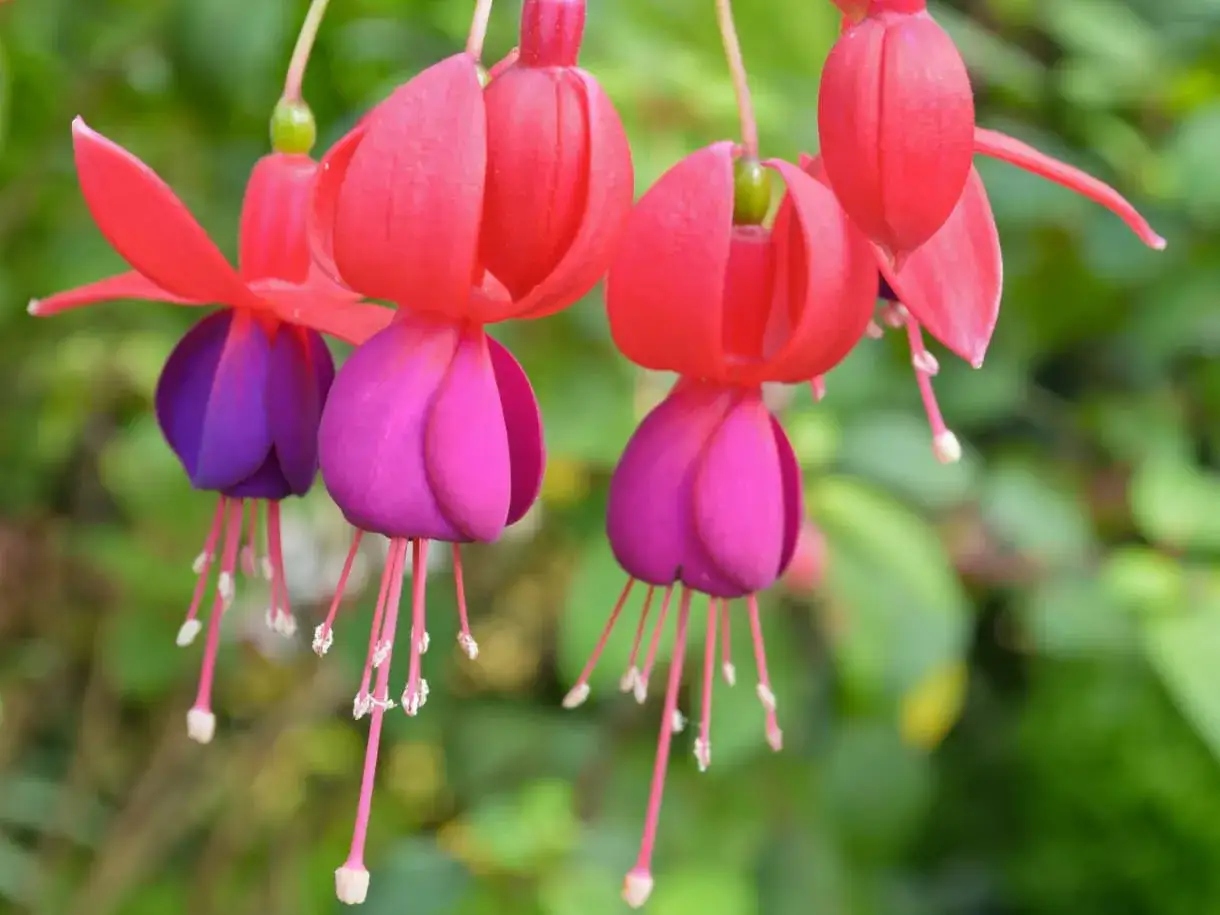 Pendientes de la reina planta, con sus pétalos rojos y morados colgando delicadamente.