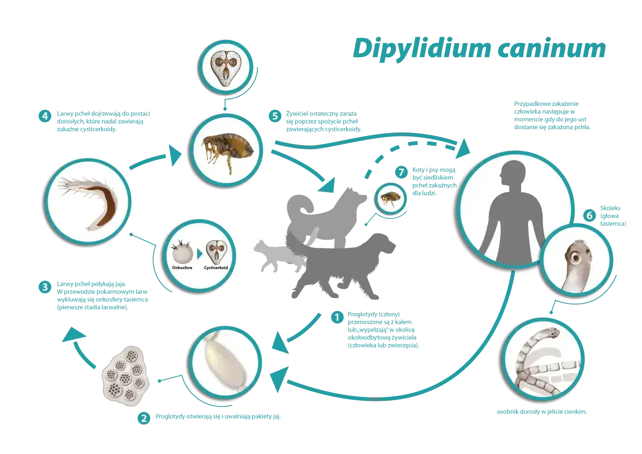 Cykl tasiemca Dipylidium caninum. Czy tasiemiec u kota jest groźny dla człowieka? Tak, przez pchły.