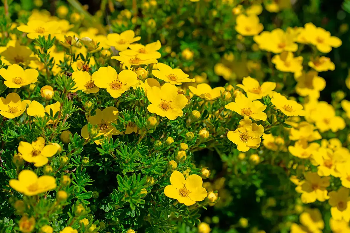 En buske med m&aring;nga sm&aring;, lysande gula blommor som sprider gl&auml;dje i tr&auml;dg&aring;rden.