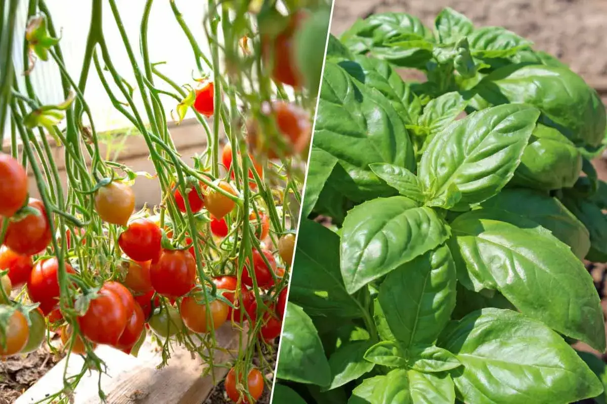Tomates cerises rouges et vertes mûrissent sur des tiges, à côté d'un plant de basilic luxuriant. Parfait pour une salade d'été avec des tomates sans pépins.