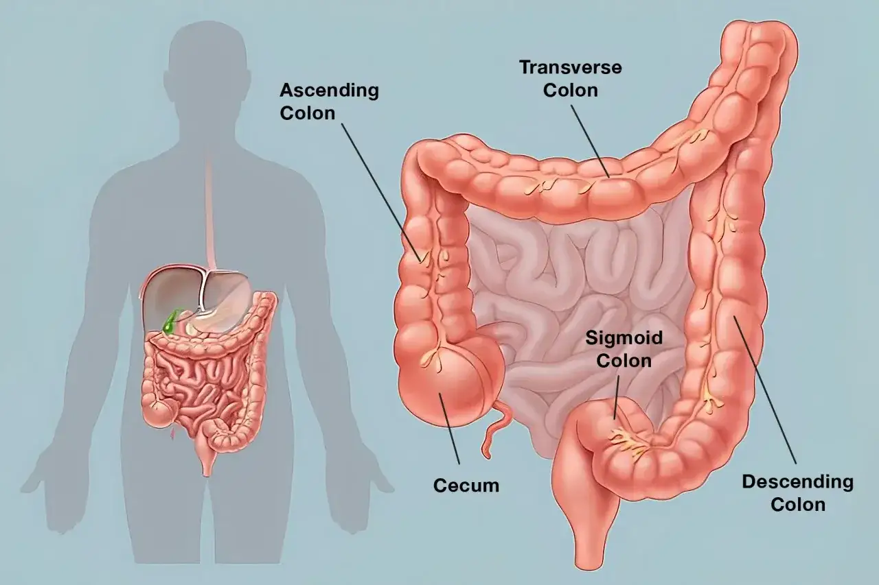 Anatomia jelita grubego: kątnica, okrężnica wstępująca, poprzeczna, zstępująca i esowata. Dowiedz się, jak oczyścić jelita.