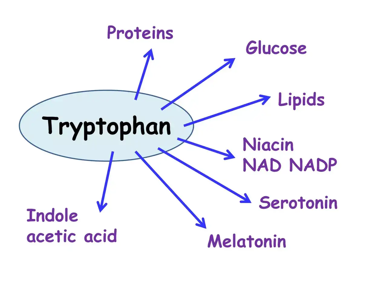 Schemat wyjaśnia, tryptofan co to jest: kluczowy aminokwas, który przekształca się w białka, glukozę, lipidy, niacynę, serotoninę i melatoninę.