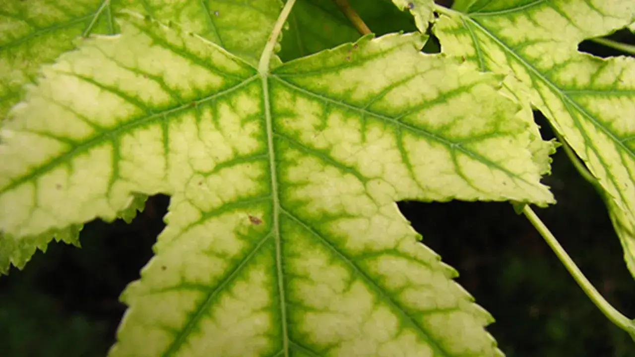 Liście z widocznym chlorozą, wskazującą na niedob&oacute;r naturalnego żelaza dla roślin.