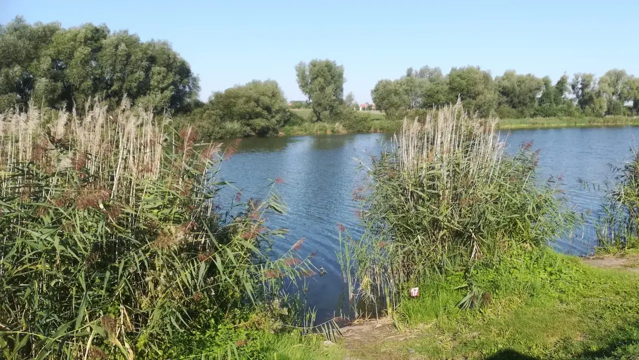Spokojne, prywatne jezioro z trzcinami na brzegu, idealne miejsce na wędkowanie.