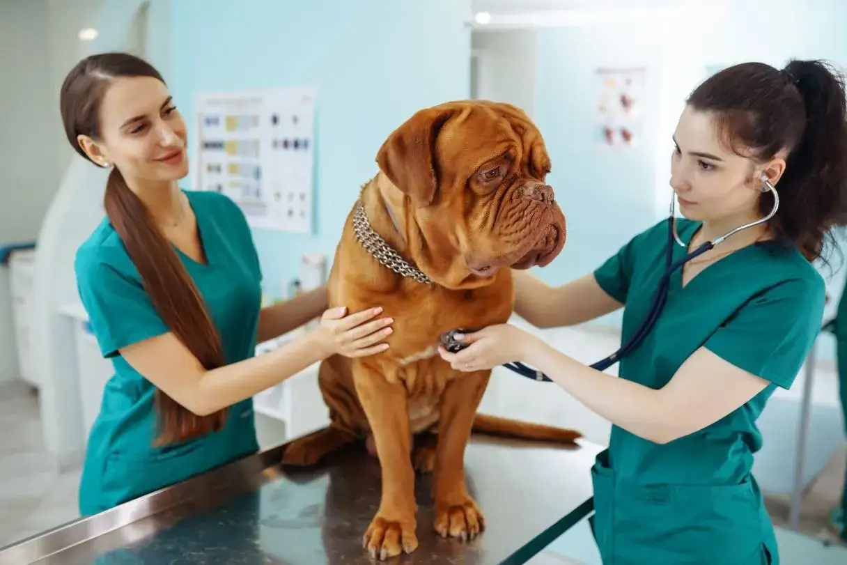 Tier&auml;rztinnen untersuchen einen gro&szlig;en Hund. Die Sorge um das Wohl des Tieres ist sp&uuml;rbar, vielleicht wegen Anzeichen eines Hund Krebs Endstadium.