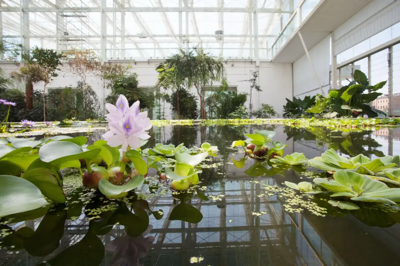Fiori di giacinto d'acqua e ninfee galleggiano in uno stagno interno, una curiosit&agrave; del Orto Botanico di Padova, sotto una serra luminosa.
