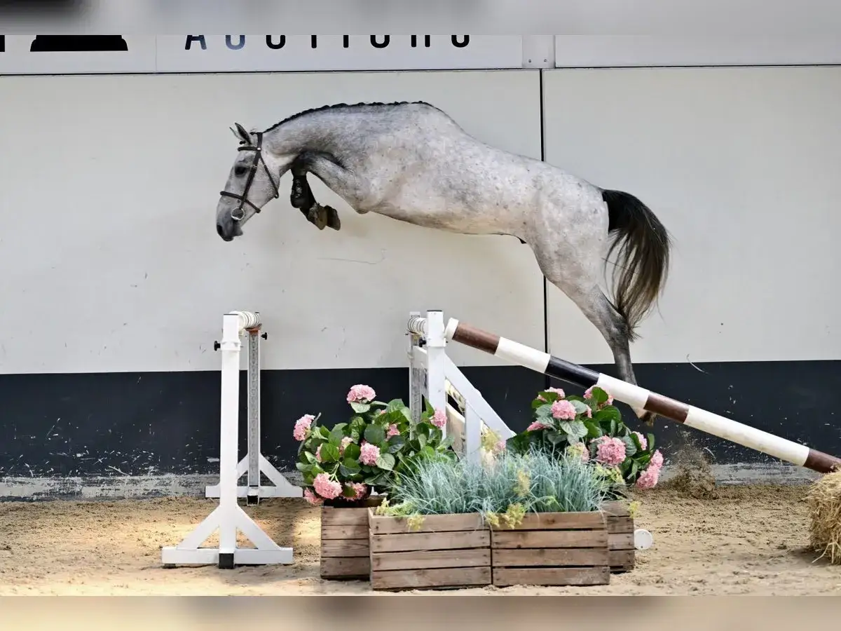 Un magnifique cheval gris en plein saut d'obstacles, tel un levis de muze, capturé dans un mouvement gracieux.