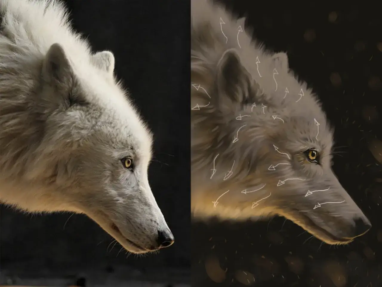 En jämförelse mellan ett foto och en digital målning av en varg. Målningen visar hur man kan måla varg med pilmarkeringar som visar pälsens riktning.