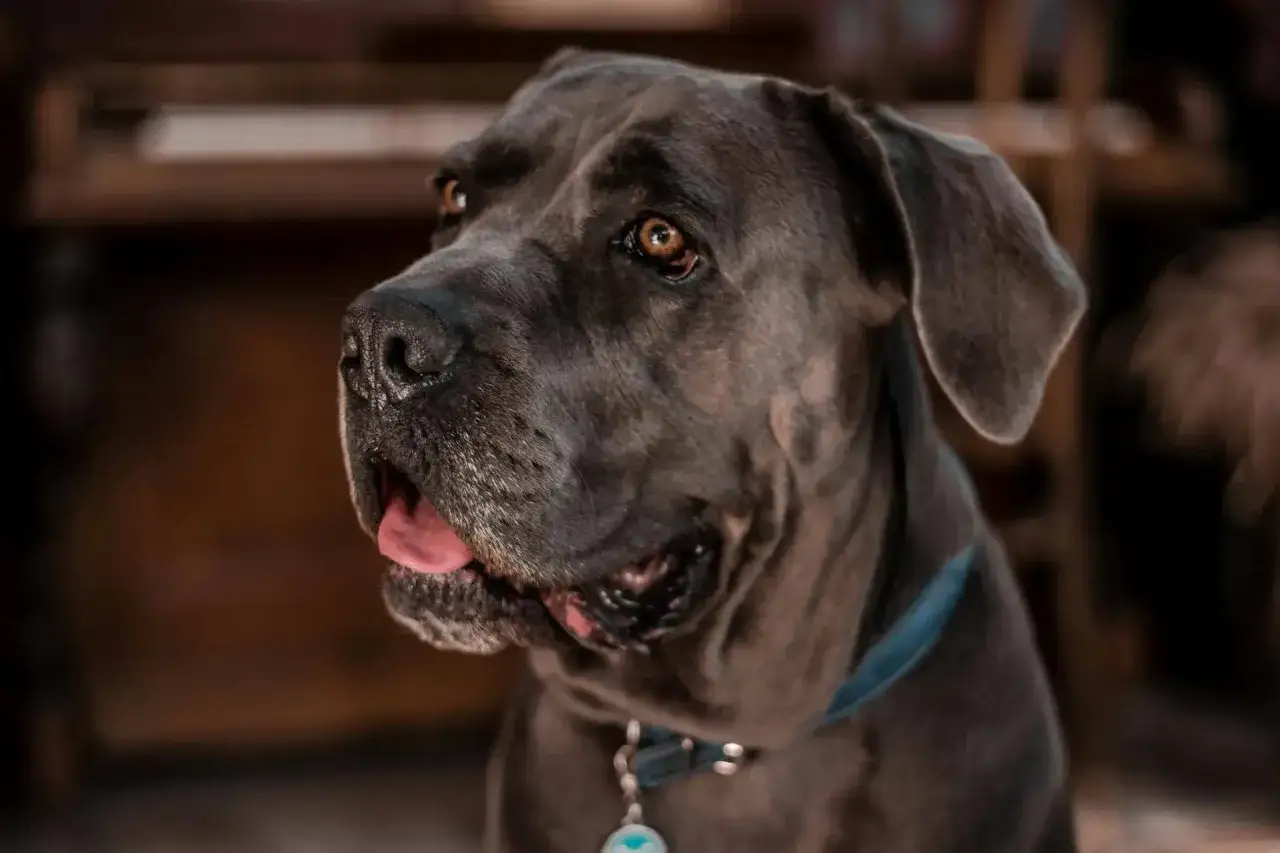 Portret potężnego cane corso z błyszczącymi oczami, gotowego na swoją ulubioną karmę dla cane corso.